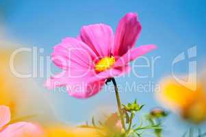 sweet pink beautiful cosmo flower on blue sky