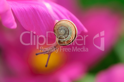 baby sweet snail on beauty pink flower