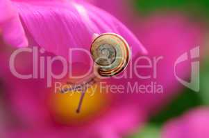 baby sweet snail on beauty pink flower