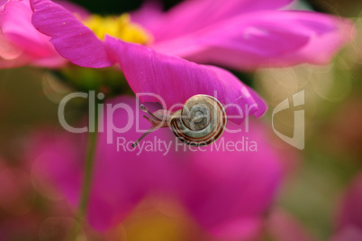 baby sweet snail on beauty pink flower