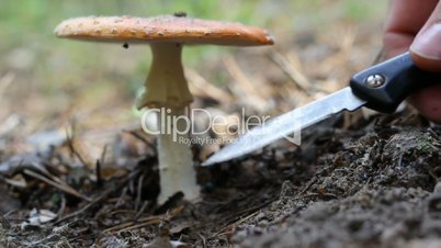 Amanita mushroom, do not cut, and kicking leg.