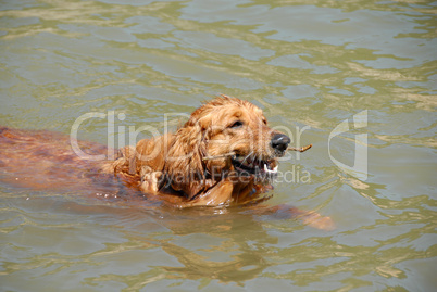 Swimming dog