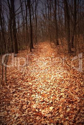 Autumn forest path