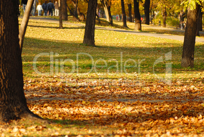 Autumn park Autumn park