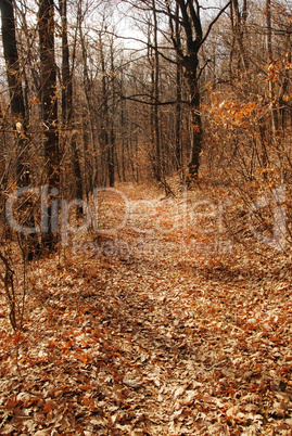 Autumn forest path