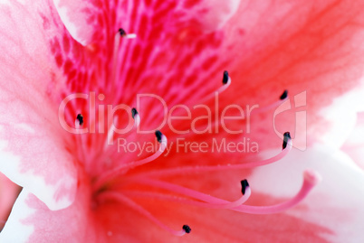Pink Azalea flower
