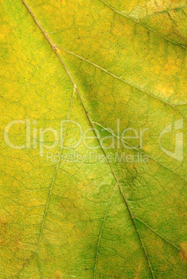 Green autumn leaf texture