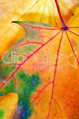 Colorful autumn leaf texture