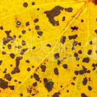 Yellow spotted autumn leaf texture