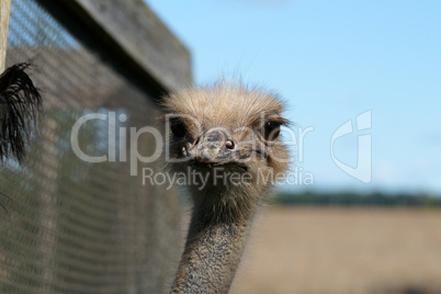 Ostrich