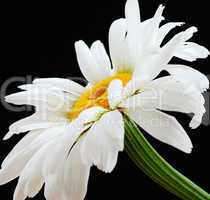 Beautiful daisy flower