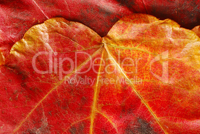 Red  autumn leaf texture