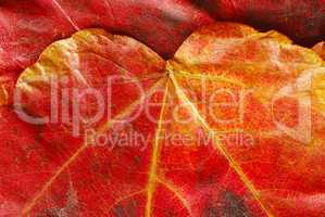 Red  autumn leaf texture