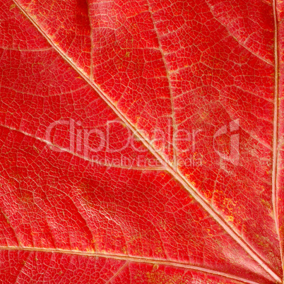 Red  autumn leaf texture