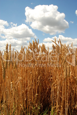 Wheat field