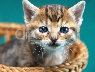 Adorable kitty portrait