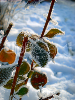 Winter plant