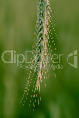 Green wheat ear
