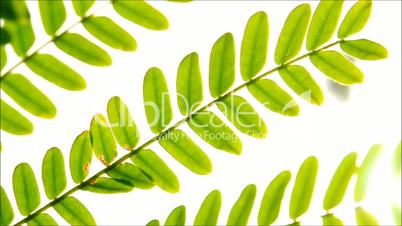 Leaves on Wind against White Background