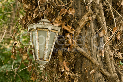Old Lamp Hanging On Tree