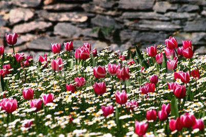 Tulip Garden In Front Of Stone Wall
