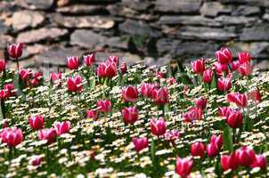Tulip Garden In Front Of Stone Wall