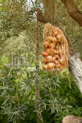 Hanged Dried Onions Under Olive Trees