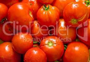 Wet Freah Tomatoes