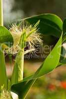 Corn Silk On The Stalk
