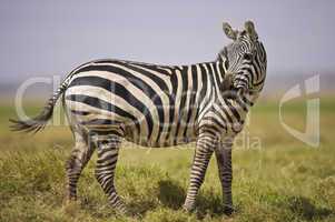zebra standing