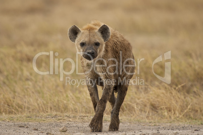 hyena walking in the bush
