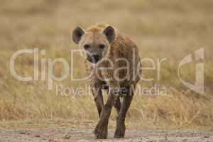 hyena walking in the bush