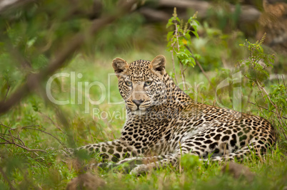 leopard laying