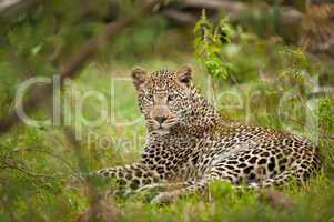 leopard laying