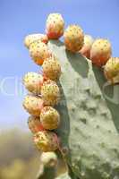 frische leckere Kaktusfeigen am Kaktusblatt mit blauem himmel im