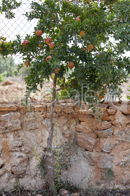 baum mit reifen granatäpfelnin einem Garten im Suommer