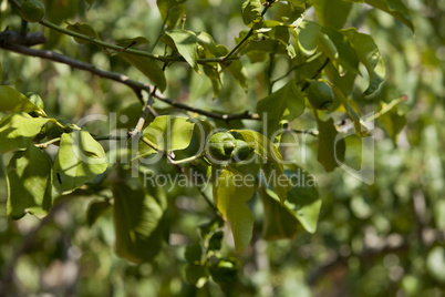 frische grüne limetten an einem baum im freien unter blauem him