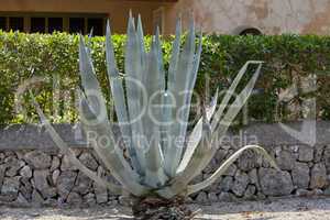 Agave pflanze Kaktus sukkulente im Freien