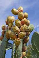 frische leckere Kaktusfeigen am Kaktusblatt mit blauem himmel im