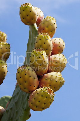 frische leckere Kaktusfeigen am Kaktusblatt mit blauem himmel im