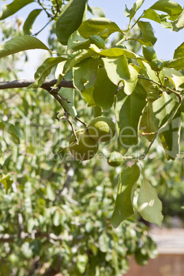 frische grüne limetten an einem baum im freien unter blauem him