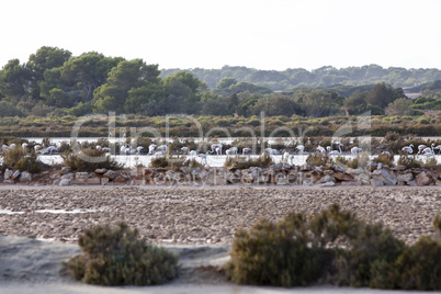 wilde flamingos Zugvögel auf der reise auf den Balearen