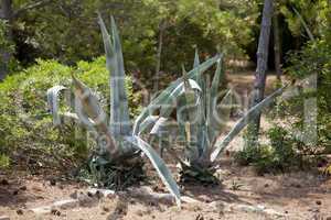 Agave pflanze Kaktus sukkulente im Freien