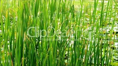 Green Grass Swaying In The Wind