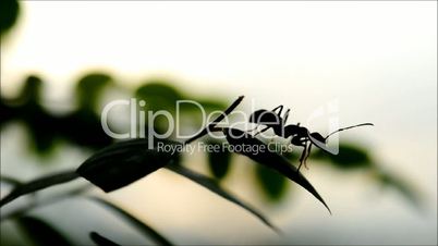 Ant On Leaves,Silhouette