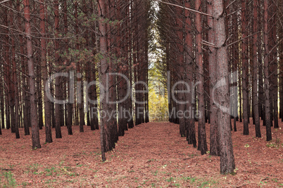 Pine forest