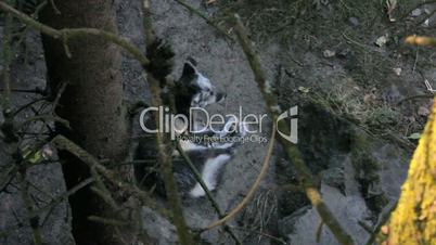 Aerial View Of An Arctic Fox Resting