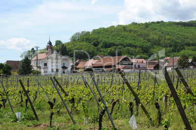 France, vineyards of Orschwiller in Alsace