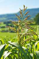 Sudangras, Sorghum sudanense, Energiepflanze