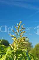 Sudangras, Sorghum sudanense, Energiepflanze